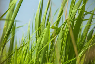 Close-up of vibrant green grass blades swaying in the breeze