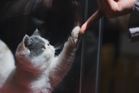 A fluffy white and gray cat gently touches a human finger through a glass surface. The focus is on the cat's face and paw, showing a moment of connection. The background is dark, creating a sense of intimacy.