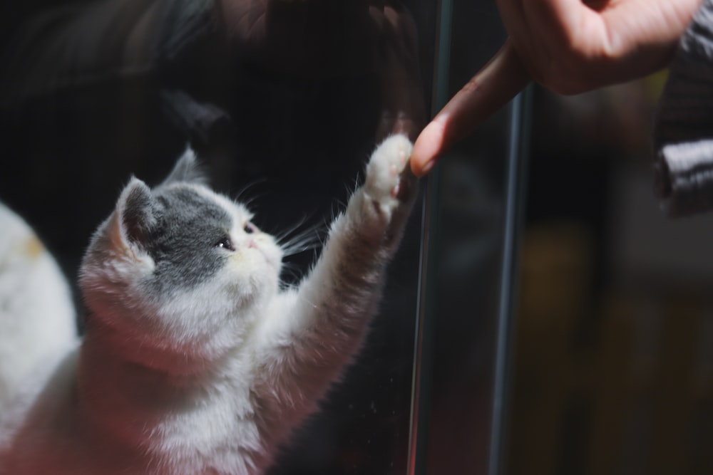 short-fur white cat