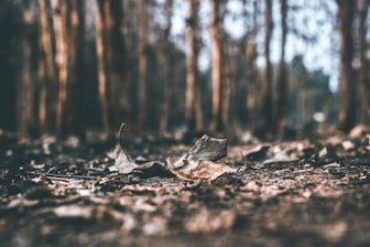 selective focus photography of dried leaves