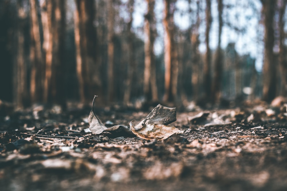 selective focus photography of dried leaves