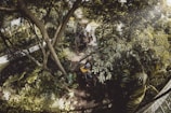 A dense tropical forest setting with lush green foliage and tall trees. A narrow path weaves through the vegetation, where a group of people are riding elephants. Sunlight filters through the trees, creating a dappled effect on the ground.