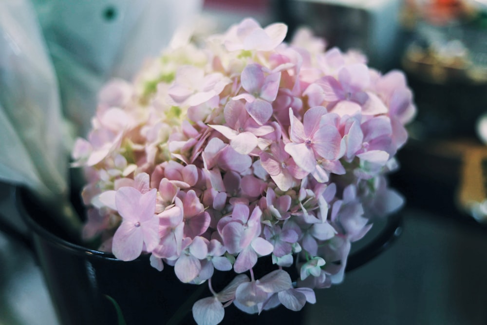 white petaled flowers