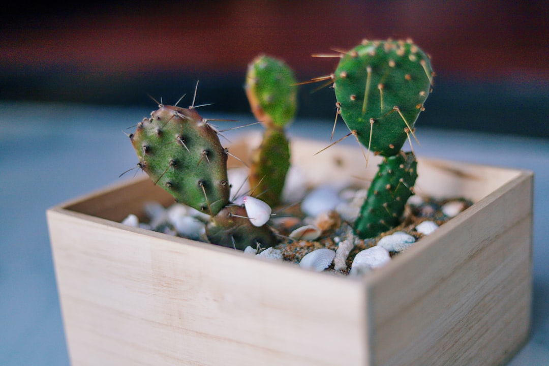 selective focus photography of green cactus on square brown pot