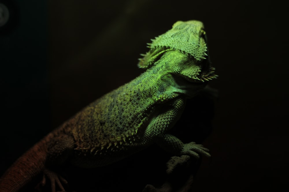 green bearded dragon shallow focus photography