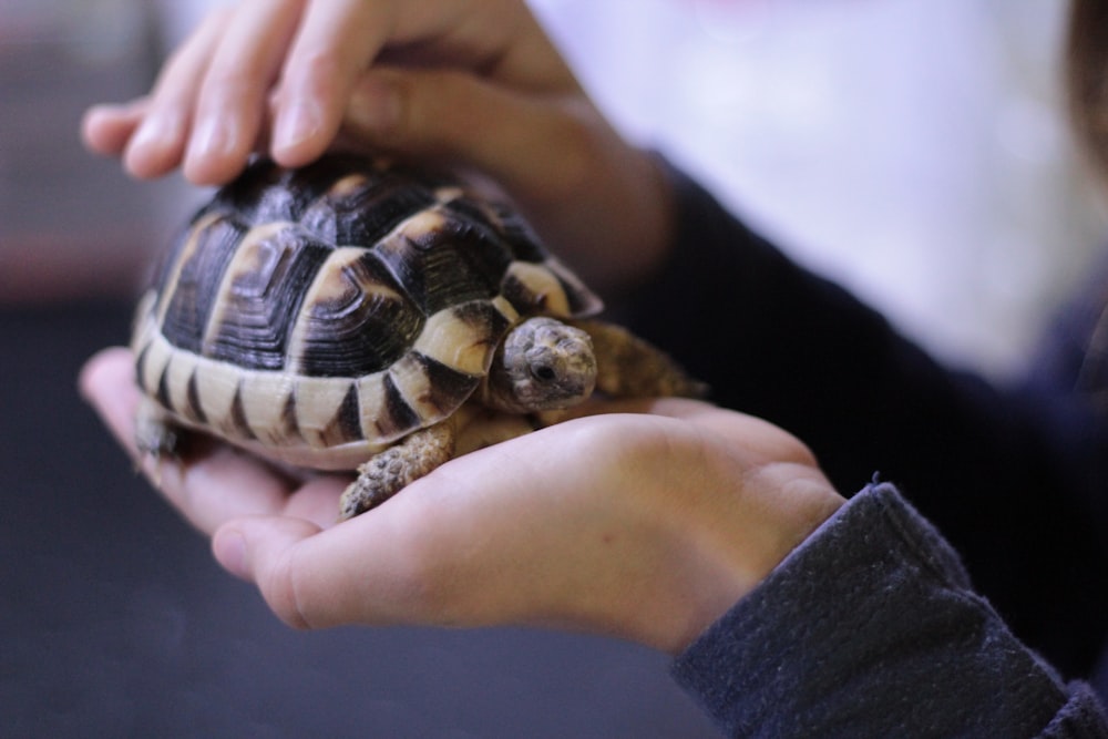 Persona sosteniendo una tortuga