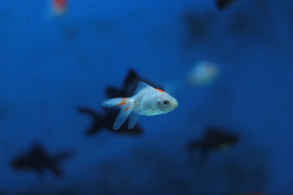 白とオレンジ色の魚のフォーカス写真