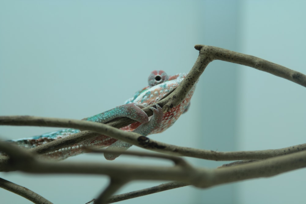 blue, red, and beige animal on brown branch