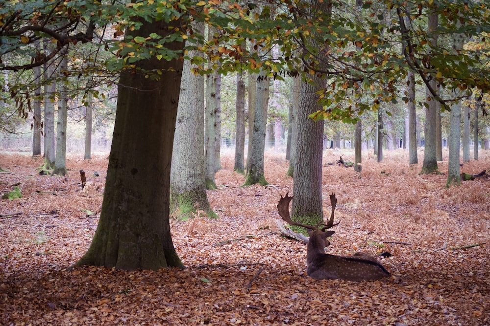 deer lying on dried leaves under trees