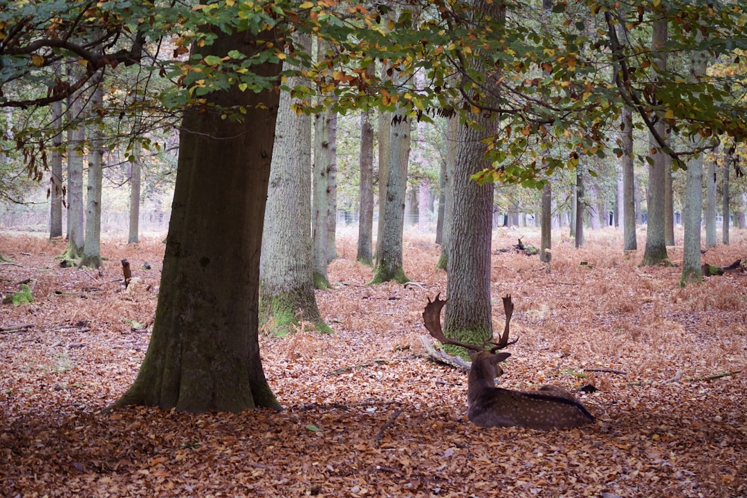 Forest photo spot Frankfurt Sankt Goarshausen