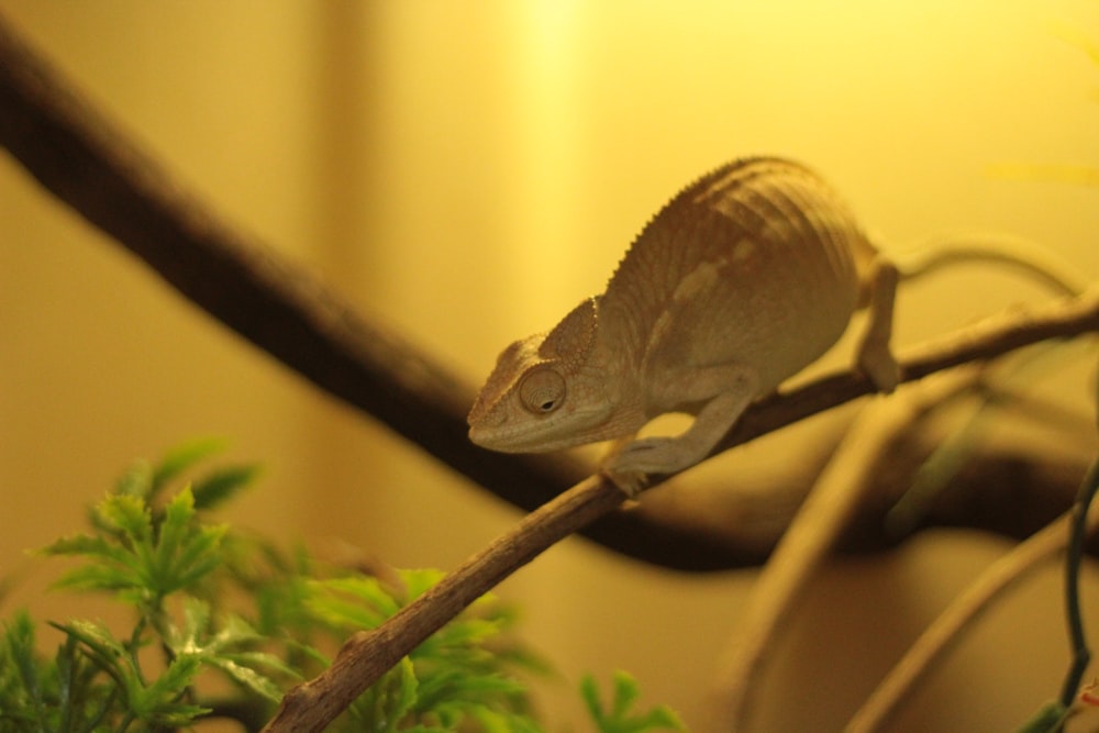 brown lizard on tree branch in macro photography