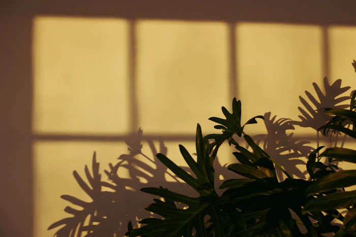 Plante dans une lumière naturelle, photographie d'ambiance