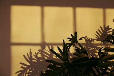 green leafed plant near beige wall shadow teams background