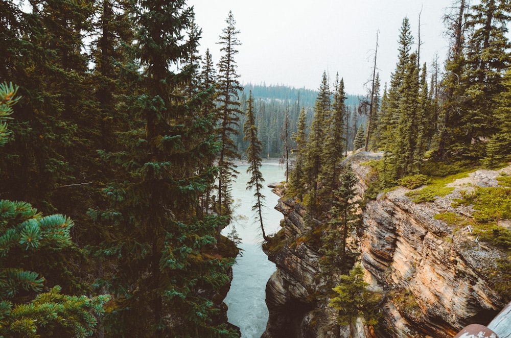 pine trees on cliff overlooking body of water during daytime