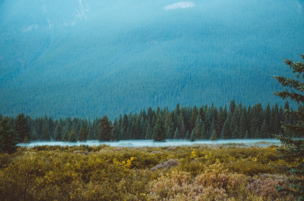 green pine tree near the body of water during daytime