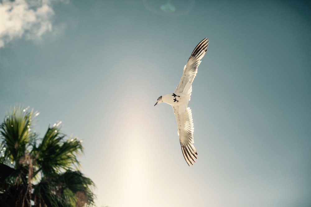 white bird soaring near tree during daytime