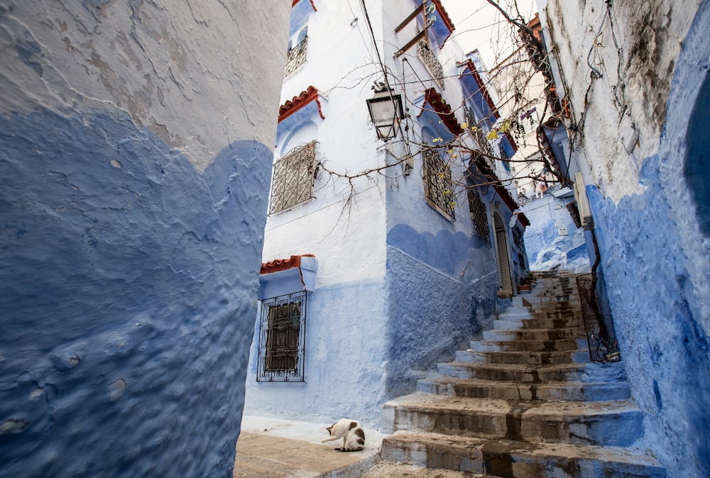 struttura in calcestruzzo verniciato bianco e blu