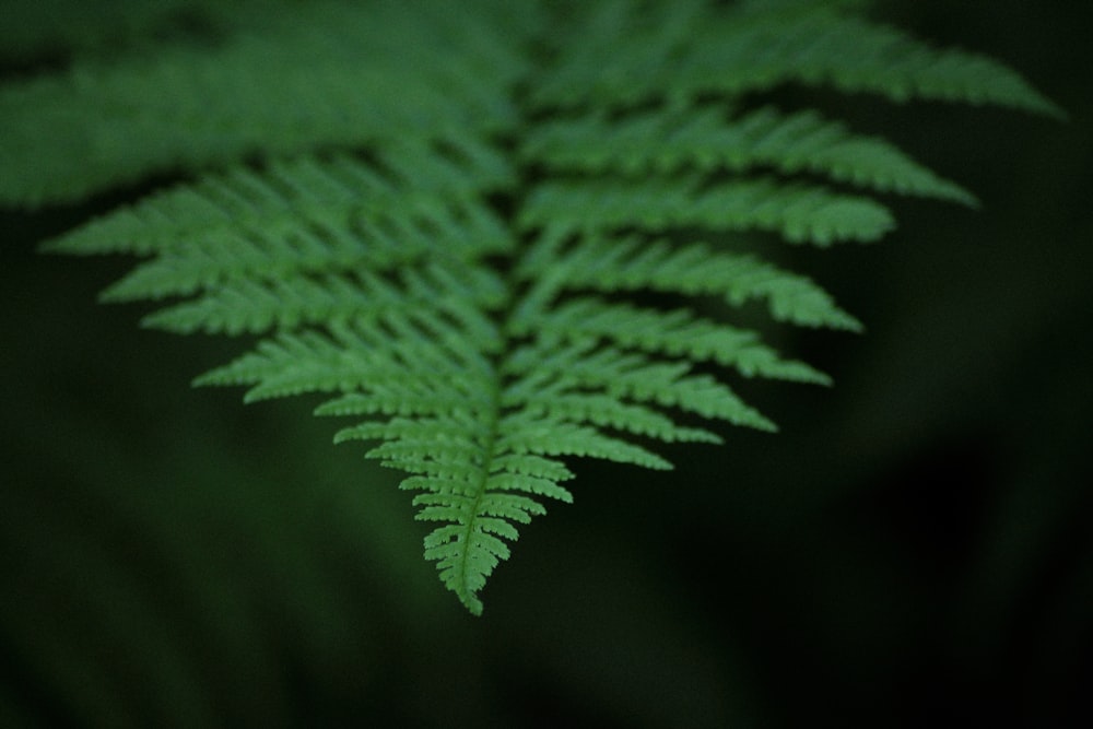 macro photography of green leafed plant