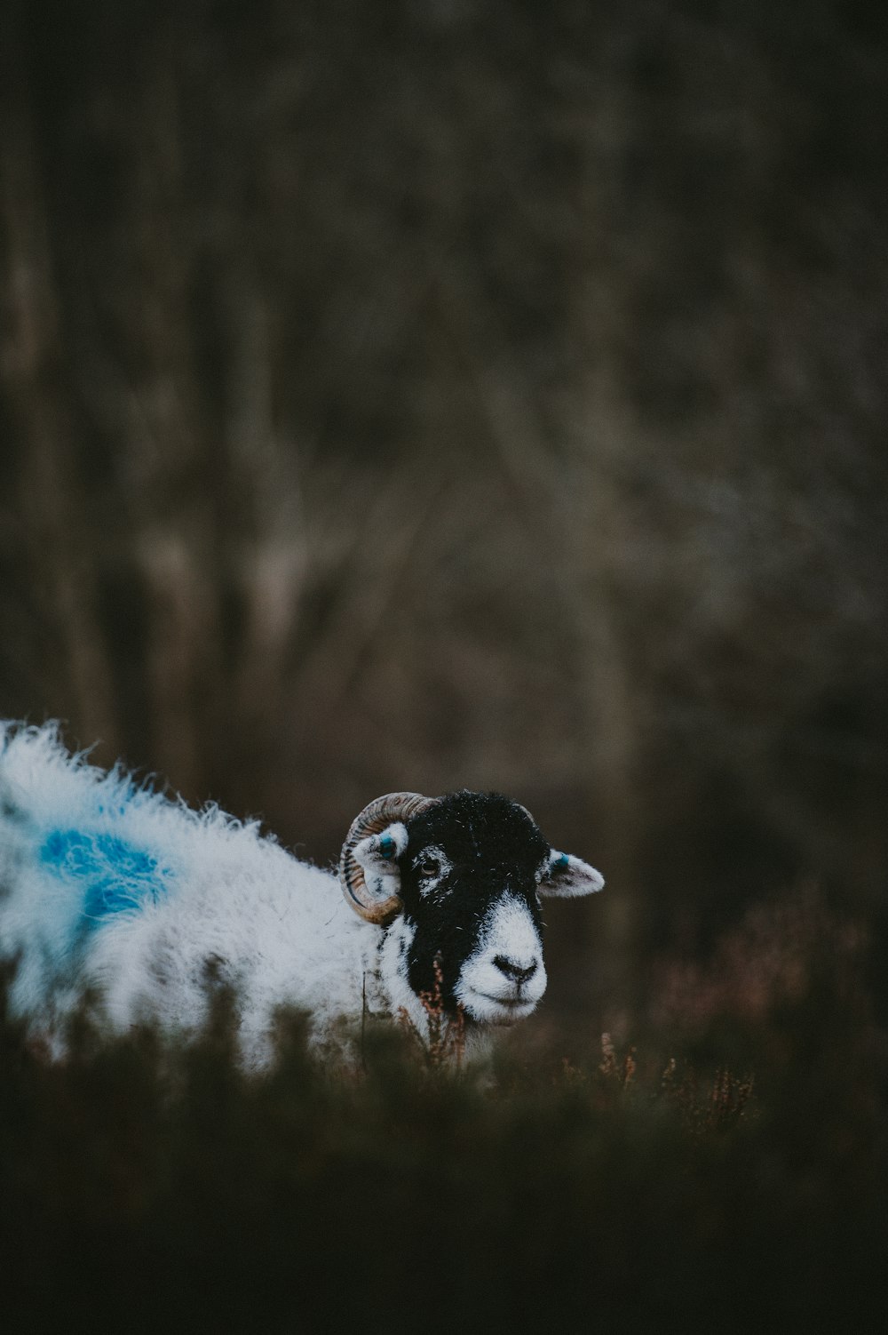 grayscale photo of white goat sitting on ground