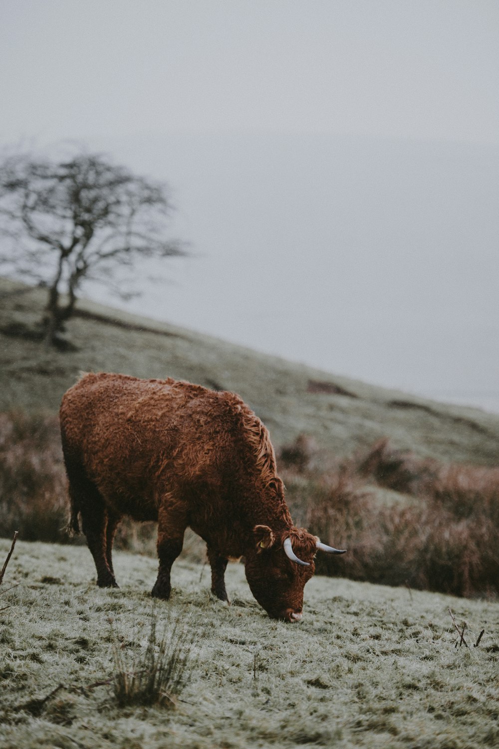 brown 4-legged mammal eating grass