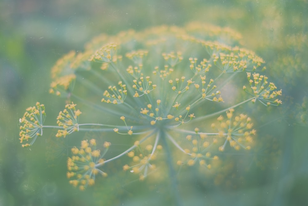 yellow petaled flowers