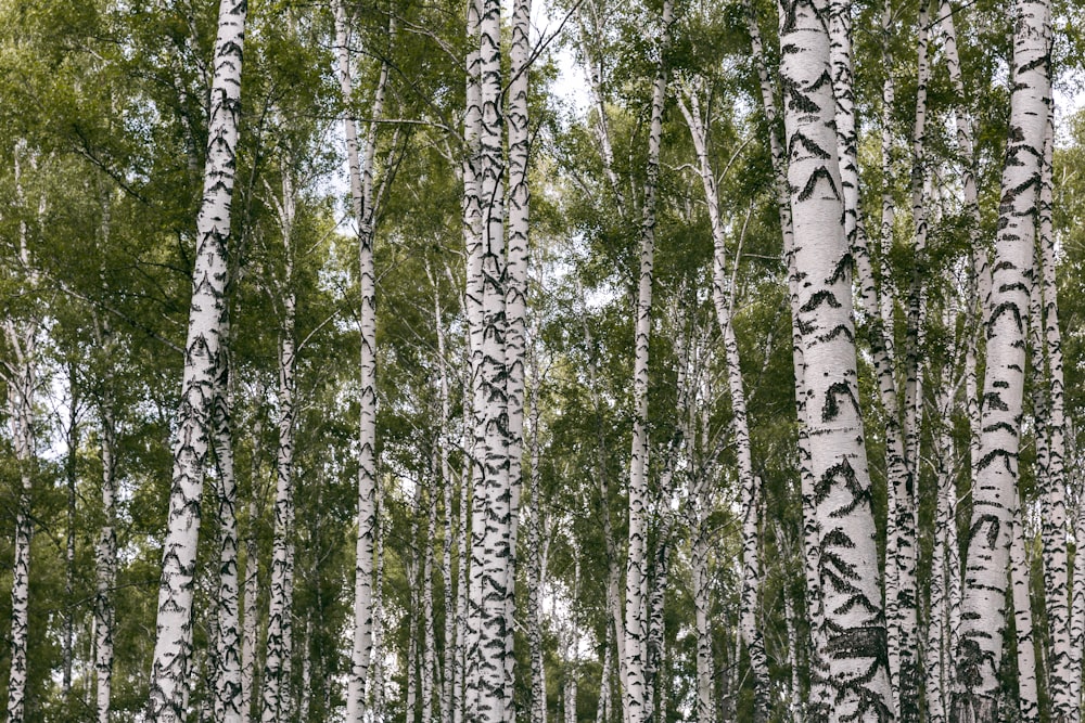 green leaf tree field during daytime