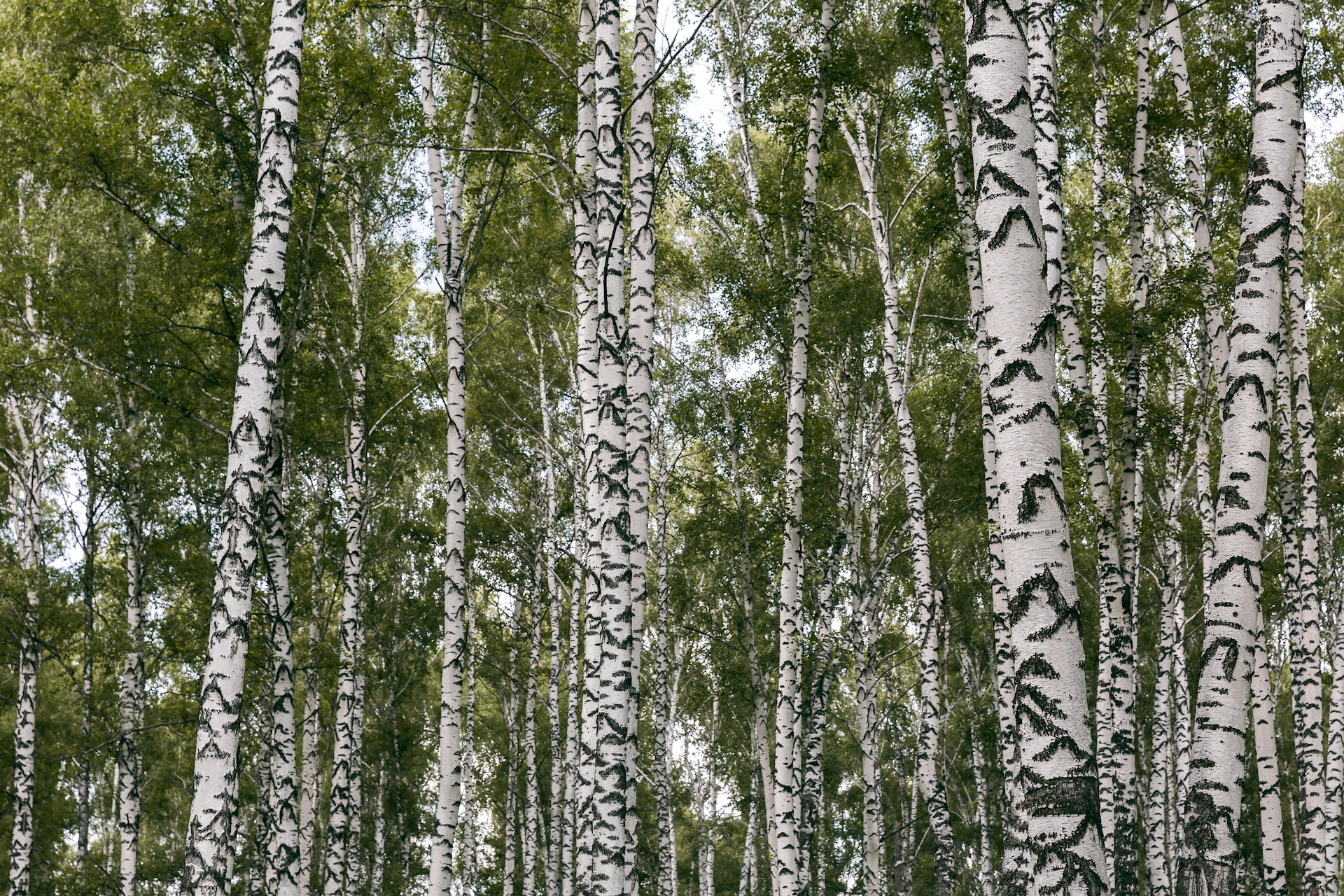green leaf tree field during daytime