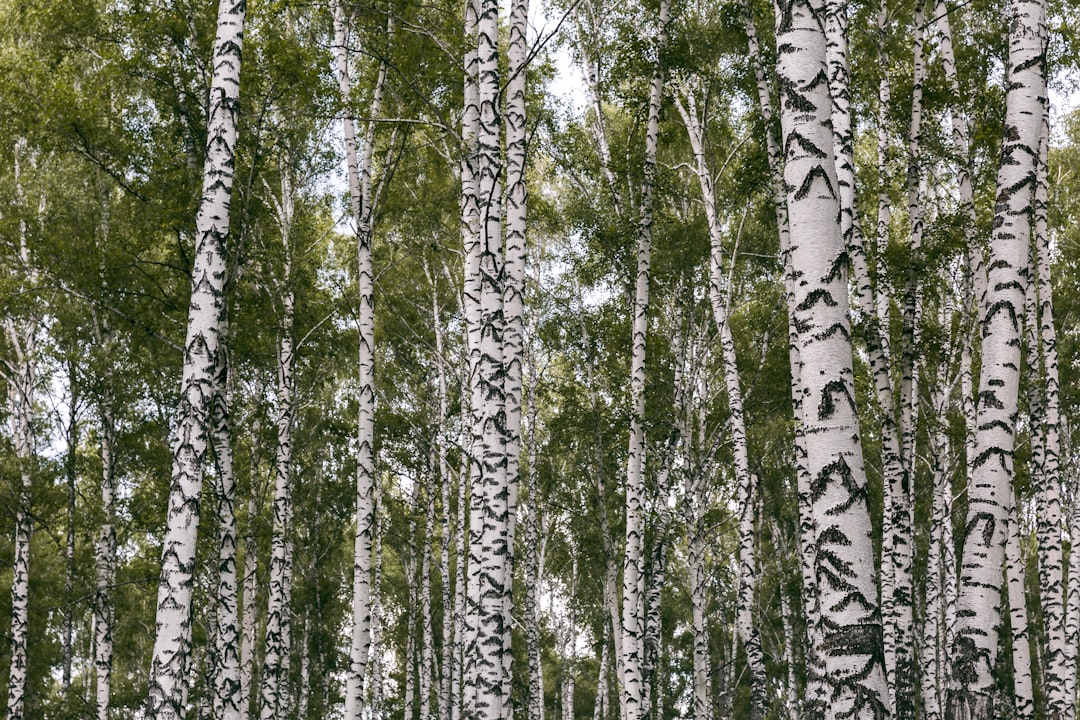 Siberian birch woods spread as far as the eye reaches out. You walk and imagine that you are a character from the SojuzMultfilm cartoon. In 2008 the birch grove was stricken by a tornado. Its way is still visible, marked by the broken stubs.