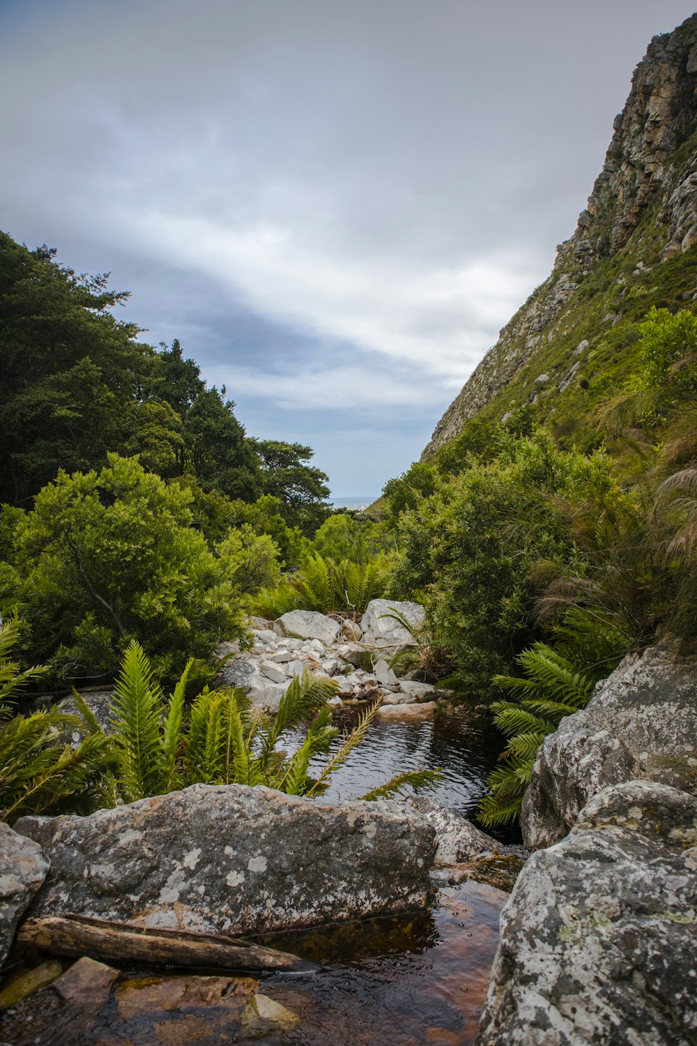 a river running through a lush green forest