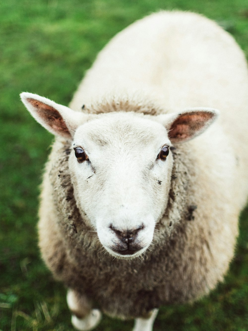 moutons blancs