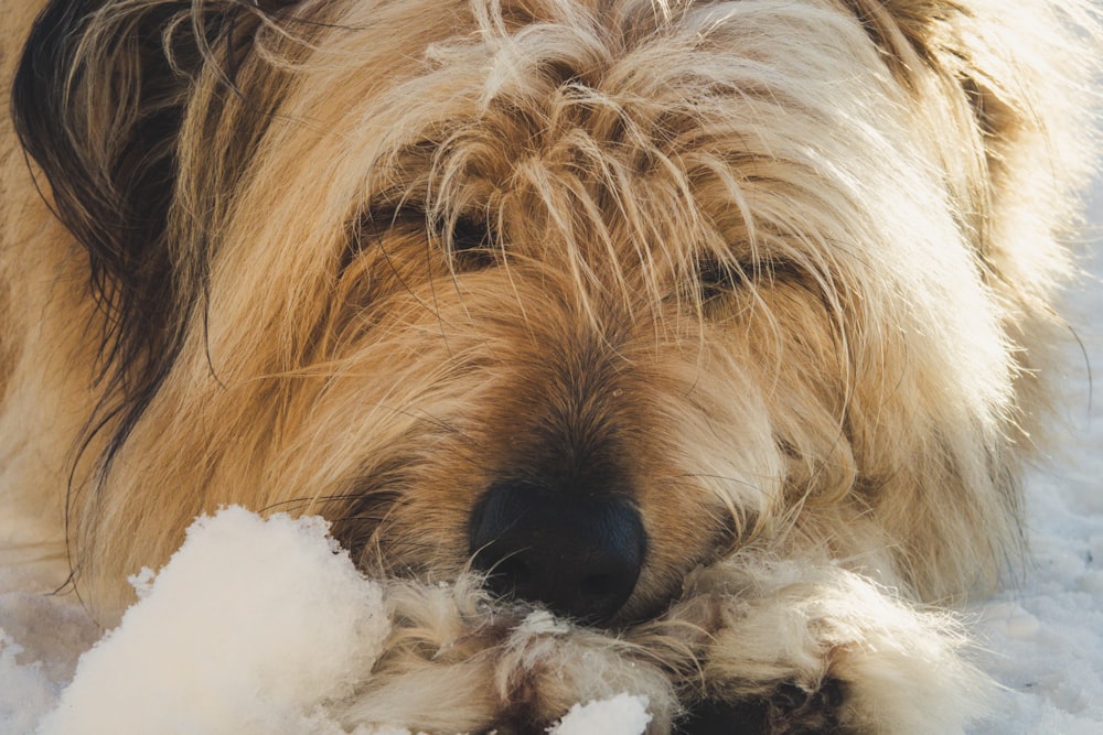 focus photography of long-coated tan and black dog