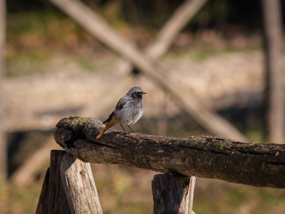 Fokusfoto eines grauen Vogels auf braunem Holz während des Tages