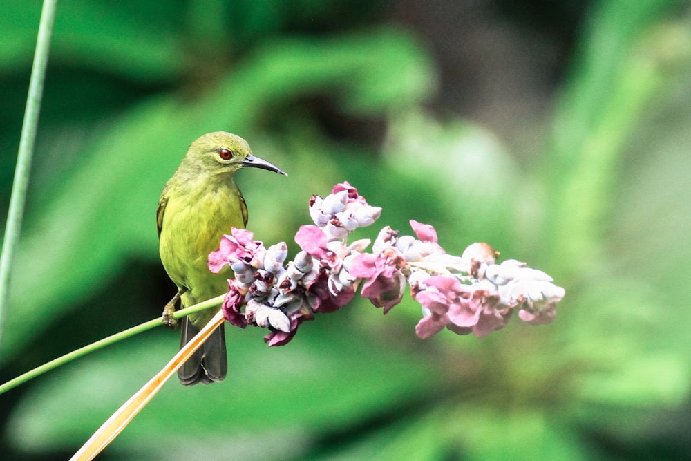 pássaro verde ao lado da flor cor-de-rosa