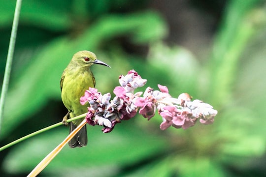 green bird beside the pink flower in Singapore Botanic Gardens Singapore