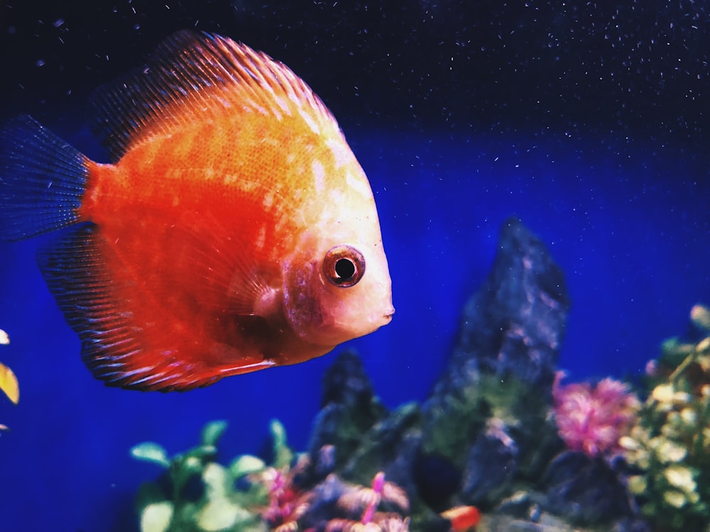 peixe laranja
