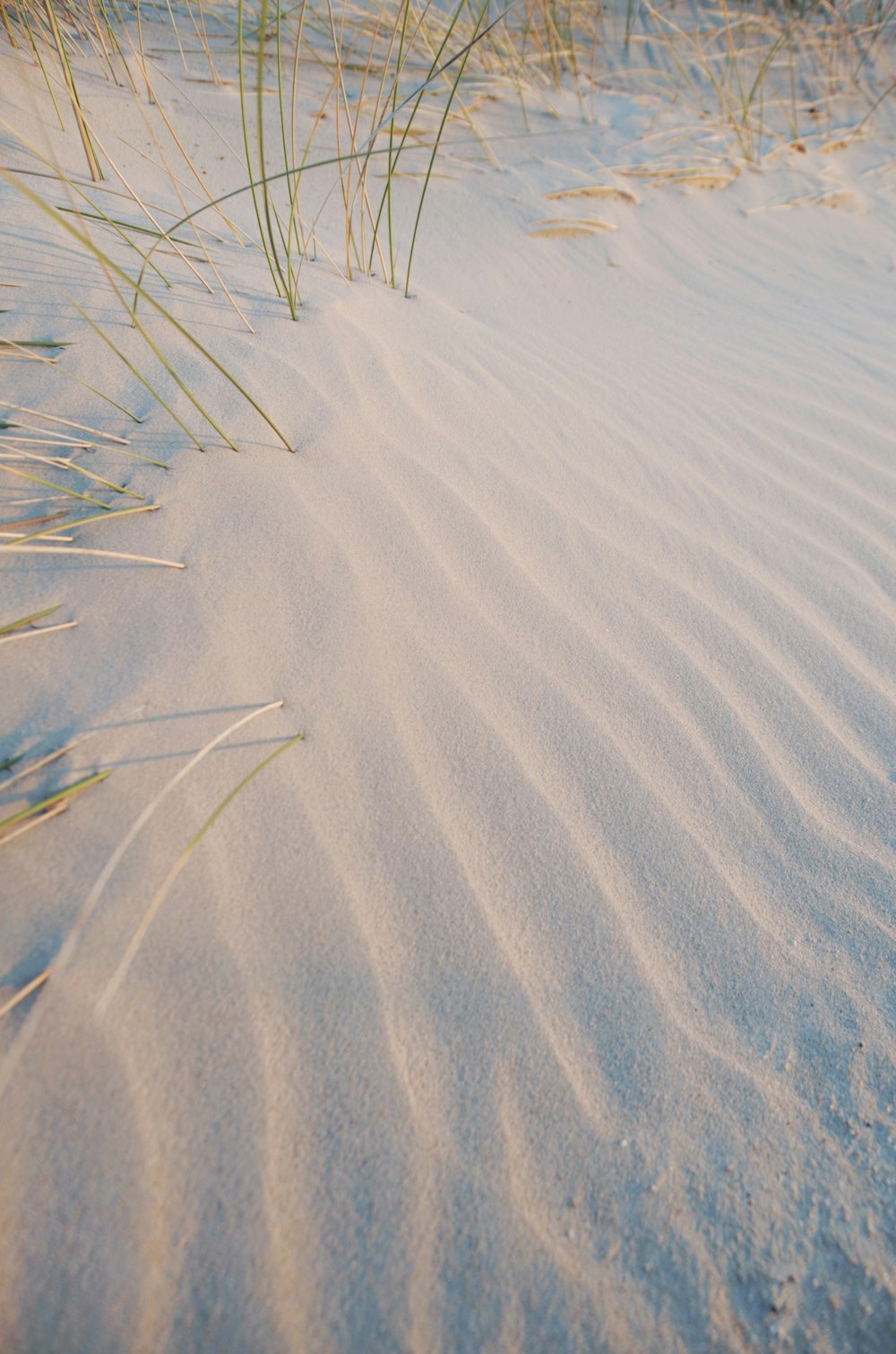 white sand and green linear plant