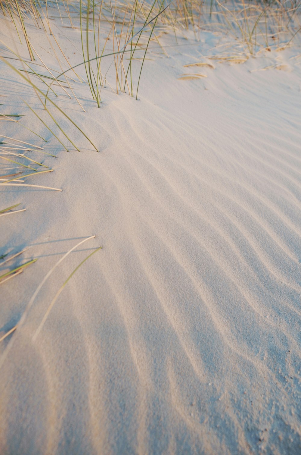 sable blanc et plante linéaire verte