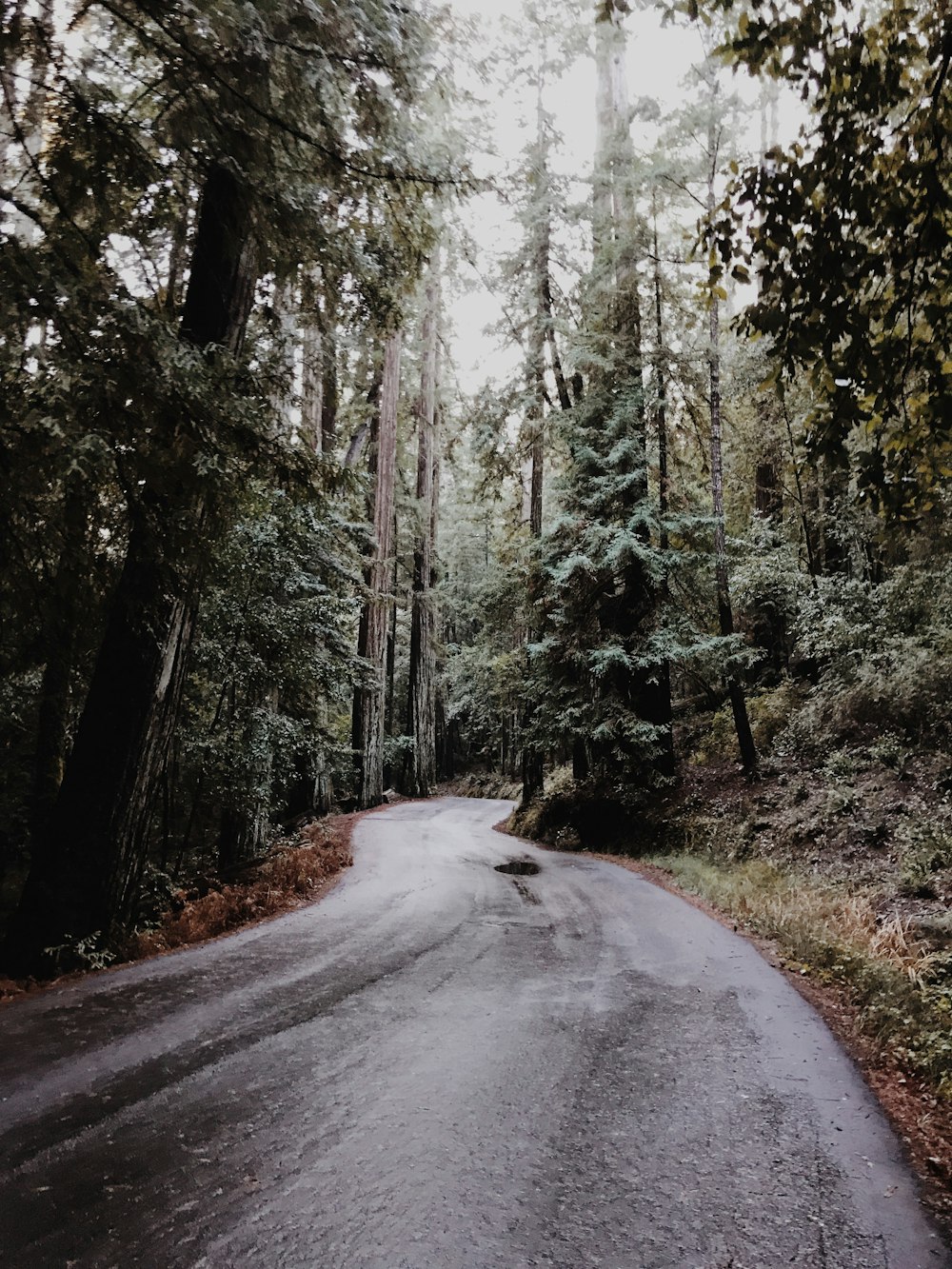 an empty road in the middle of a forest