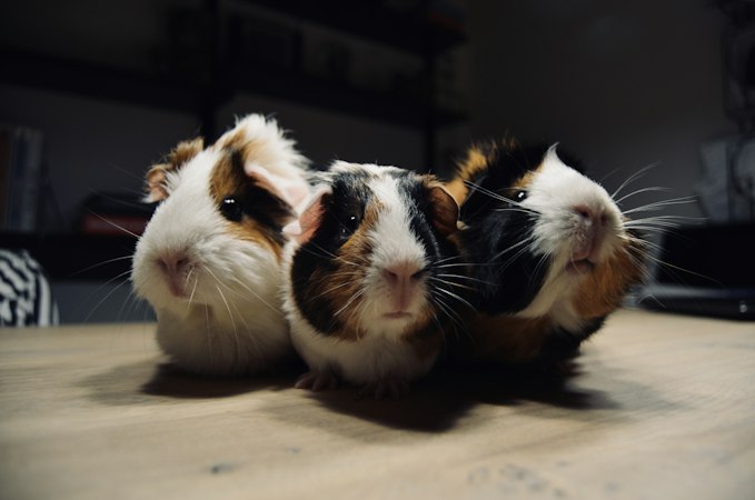 Three guinea pigs sitting side by side indoors