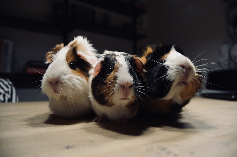 three tri-color guinea pigs on brown surface