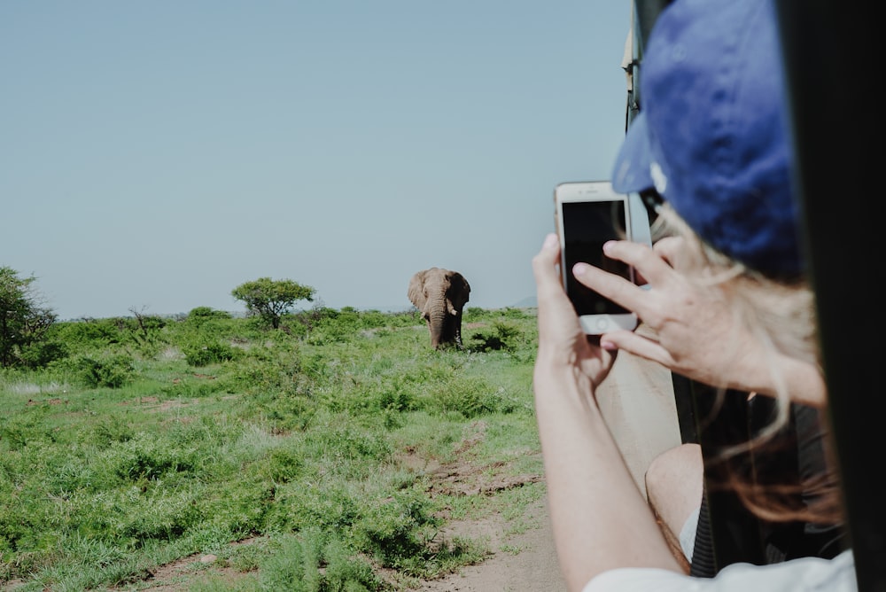 person holding smartphone taking photo of brown elephant