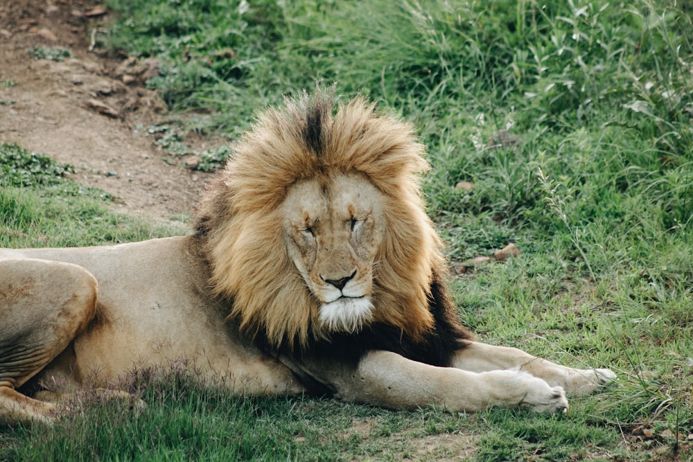 lion fermant les yeux blancs couché sur l’herbe verte pendant la journée