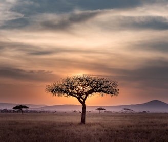 brown tree on surrounded by brown grass during golden hour