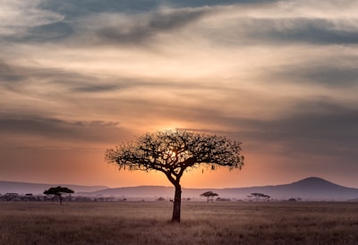 brown tree on surrounded by brown grass during golden hour