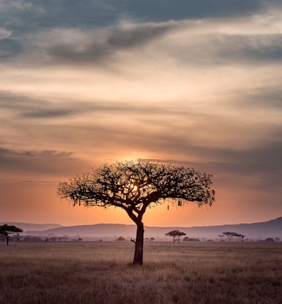 brown tree on surrounded by brown grass during golden hour