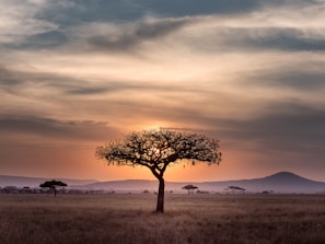 brown tree on surrounded by brown grass during golden hour