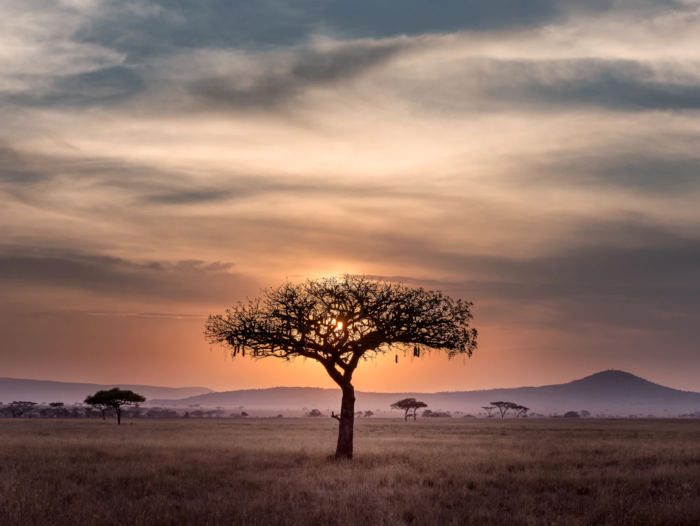 An acacia on the plains at sunrise