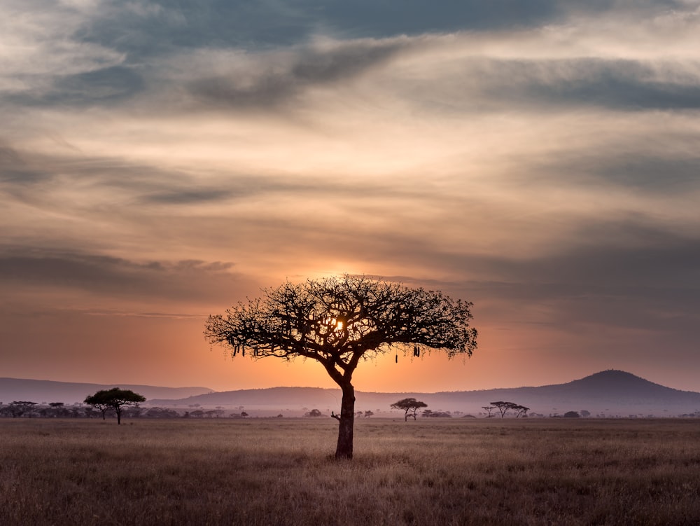 Árbol marrón rodeado de hierba marrón durante la hora dorada