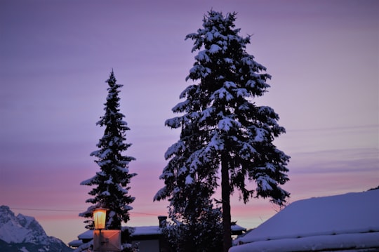 snow covered pine tree beside house during daytime in Söll Austria