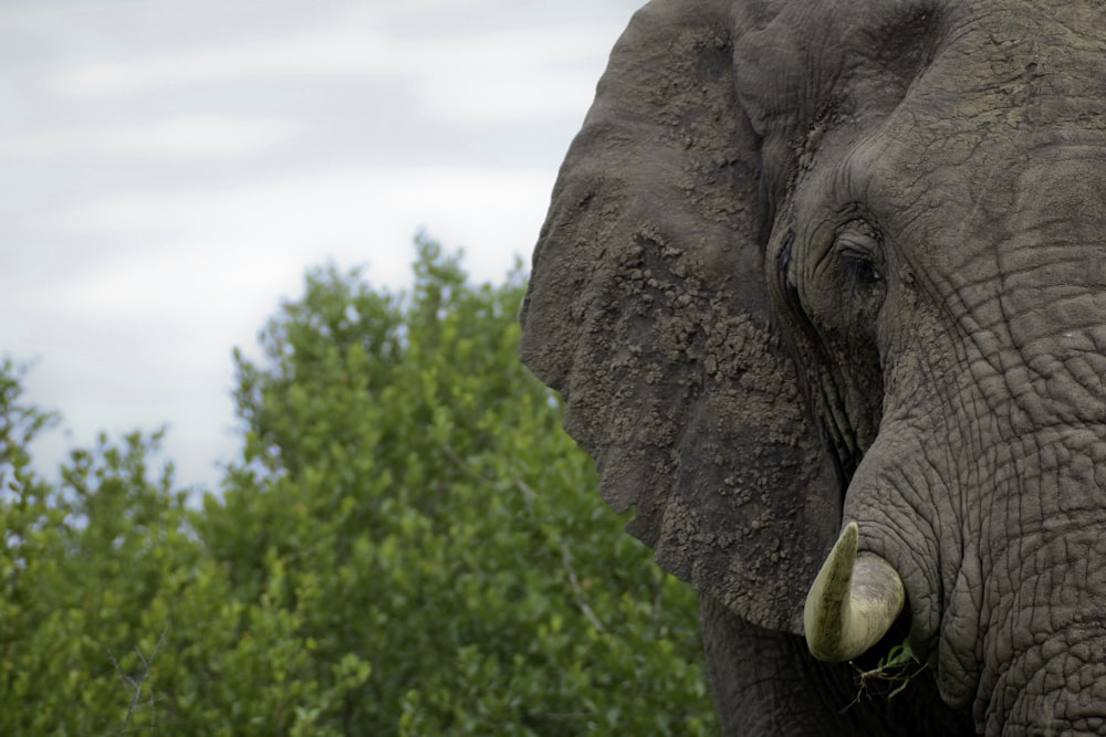 half-face of gray elephant closeup photography